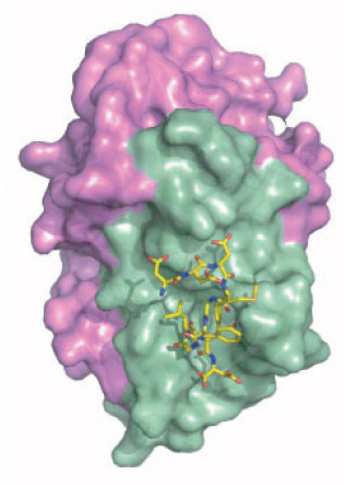 TCS/P2 complex