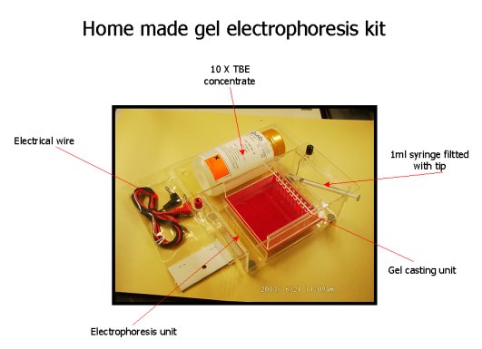 Gel Electrophoresis